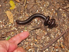 Doratogonus infragilis