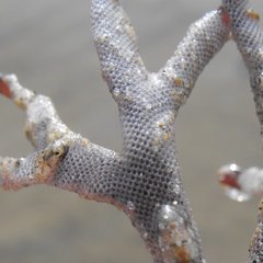 Jellyella tuberculata