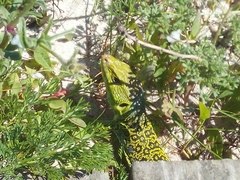 Timon lepidus ibericus