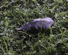 Trachemys venusta venusta