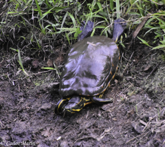 Trachemys venusta venusta