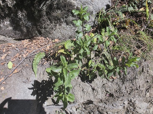 Calceolaria dentata