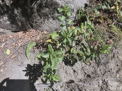 Calceolaria dentata