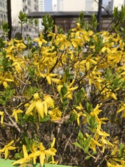 Forsythia koreana