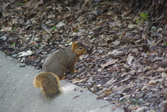 Sciurus niger
