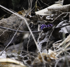 Myscelia ethusa ethusa