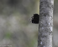 Myscelia ethusa ethusa