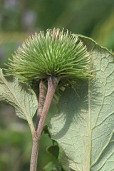 Arctium leiospermum