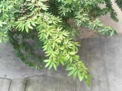 Fabaceae