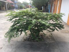 Fabaceae