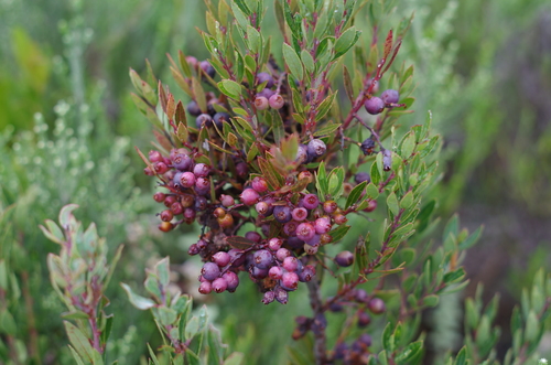 Vaccinium madagascariense