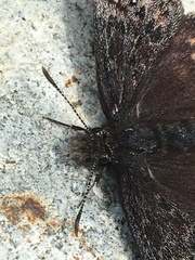 Erynnis persius borealis