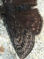 Erynnis persius borealis