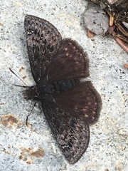 Erynnis persius borealis