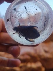 Cybister tripunctatus