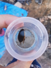 Cybister tripunctatus