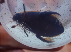 Cybister tripunctatus