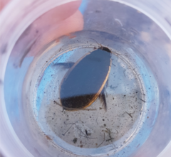 Cybister tripunctatus