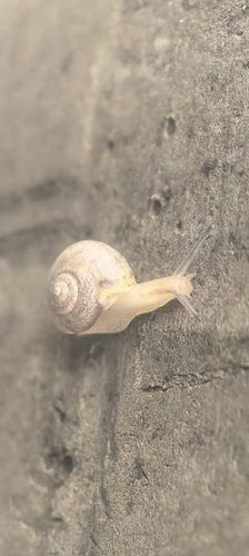 Asian Tramp Snail