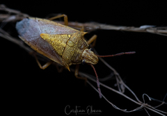 Oebalus
