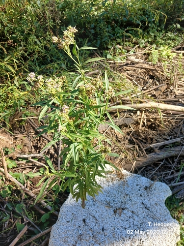 Ethulia conyzoides observed 2026-05-02