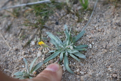 Camissoniopsis pallida