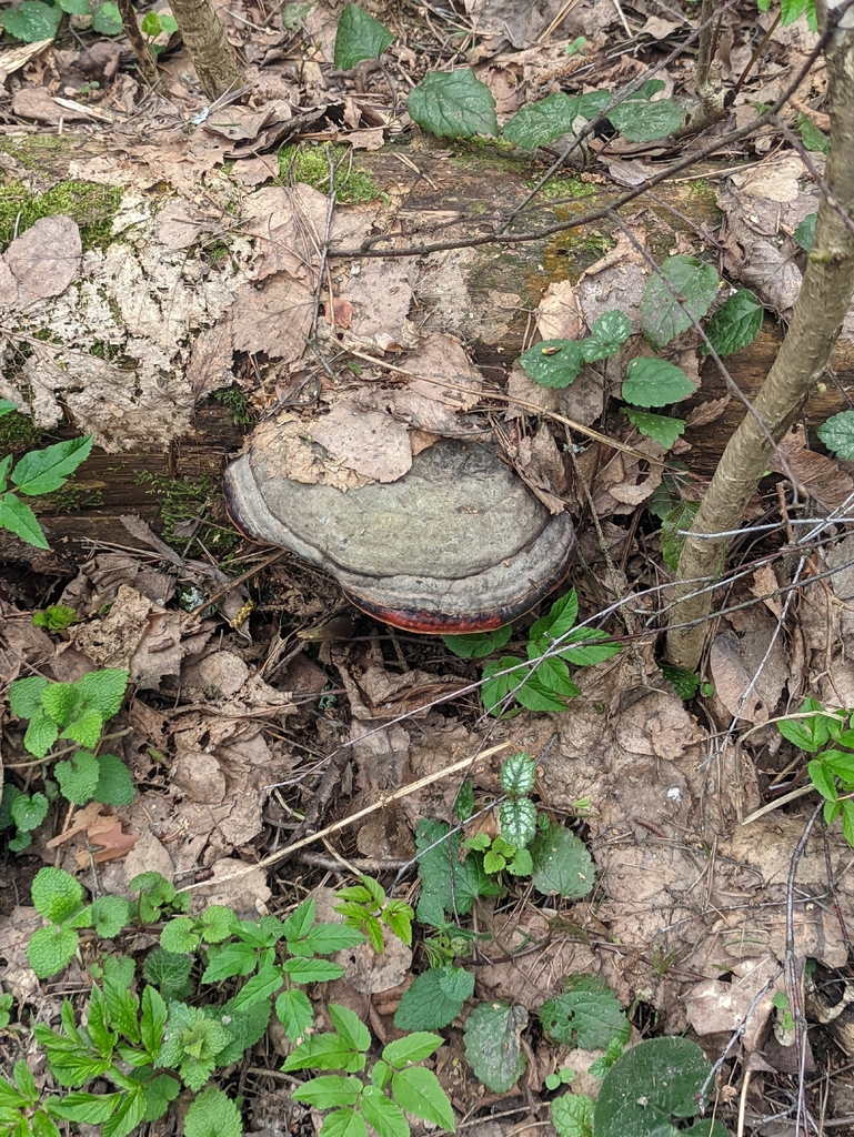 Fomitopsis pinicola · May 2026 · photo: © naturalist57011 (iNaturalist, cc-by)