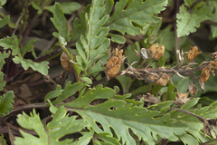 Veronica schmidtiana