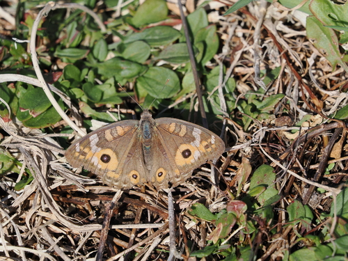 Meadow Argus photo 2