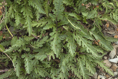 Veronica schmidtiana