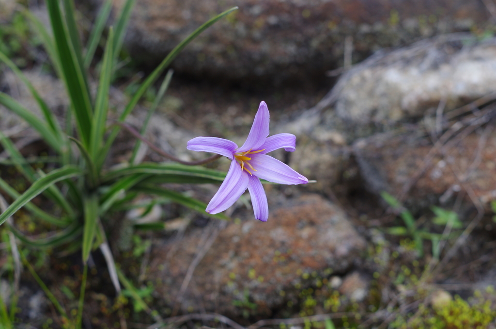 Xerophyta andringitrensis