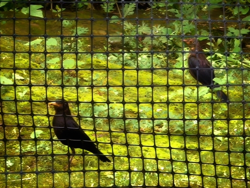 Chinese Blackbird