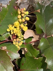 Berberis aquifolium