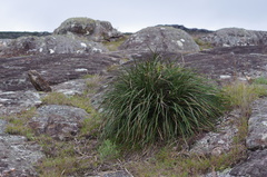 Xerophyta dasylirioides