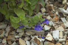 Scutellaria strigillosa