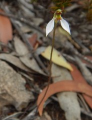 Eriochilus cucullatus