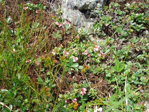 Vaccinium vitis-idaea legacy iNaturalist observation