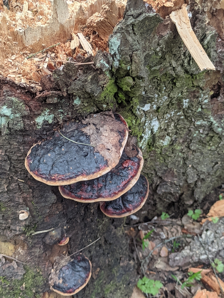 Fomitopsis pinicola · May 2026 · photo: © naturalist57011 (iNaturalist, cc-by)