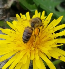 Apis mellifera