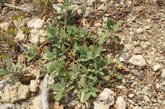 Salvia tomentosa