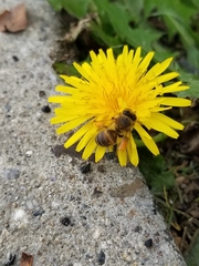 Apis mellifera
