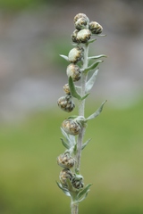 Artemisia aschurbajewii