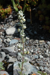 Artemisia aschurbajewii