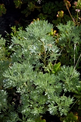 Artemisia aschurbajewii