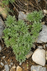 Artemisia aschurbajewii