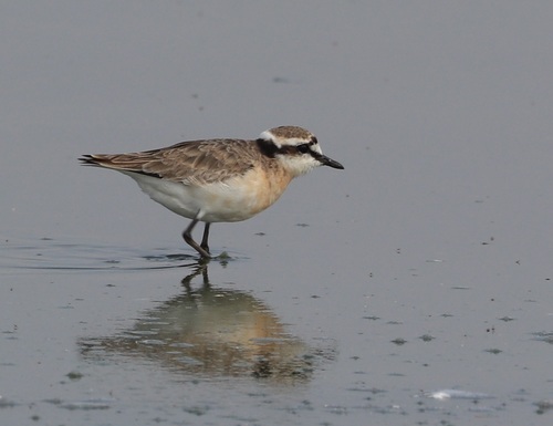 iNaturalist: (c) kindjay, some rights reserved (CC BY-NC), uploaded by kindjay iNaturalist image