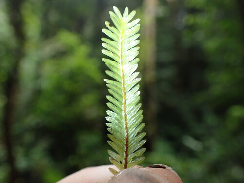 Fissidens polypodioides observed 2026-04-04