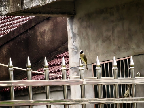 Light-vented Bulbul
