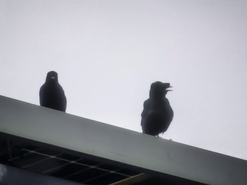 Crested Myna