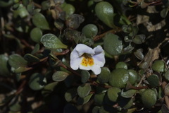 Thyridia repens